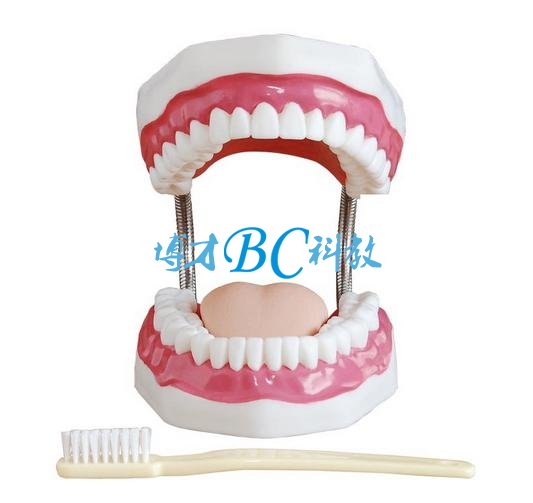 BC/1-1牙護理保健模型